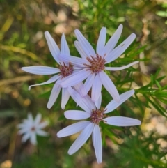 Olearia tenuifolia at Latham, ACT - 24 Dec 2022 09:52 AM