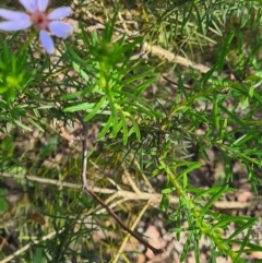 Olearia tenuifolia at Latham, ACT - 24 Dec 2022 09:52 AM