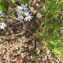 Olearia tenuifolia at Latham, ACT - 24 Dec 2022 09:52 AM