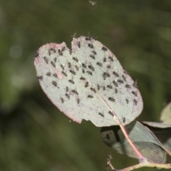 Parapalaeosepsis plebeia at Higgins, ACT - 23 Dec 2022