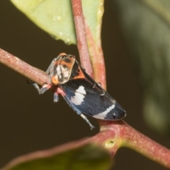 Eurymeloides pulchra (Gumtree hopper) at Higgins, ACT - 22 Dec 2022 by AlisonMilton