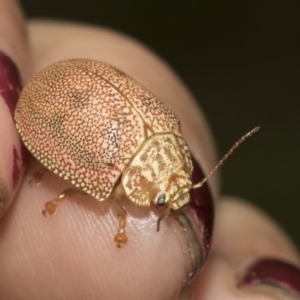 Paropsis atomaria at Higgins, ACT - 23 Dec 2022