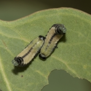 Paropsis atomaria at Higgins, ACT - 23 Dec 2022