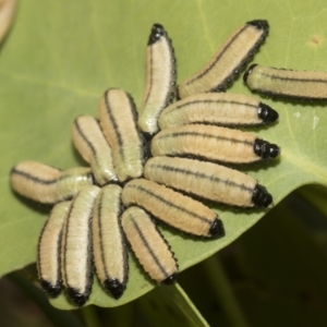 Paropsis atomaria at Higgins, ACT - 23 Dec 2022