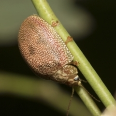 Paropsis atomaria at Higgins, ACT - 23 Dec 2022