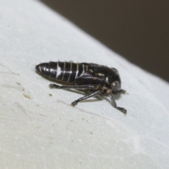 Rosopaella cuprea (A leafhopper) at Higgins, ACT - 22 Dec 2022 by AlisonMilton