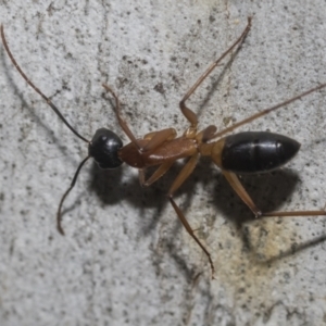 Camponotus consobrinus at Higgins, ACT - 23 Dec 2022 09:18 AM