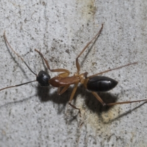 Camponotus consobrinus at Higgins, ACT - 23 Dec 2022 09:18 AM