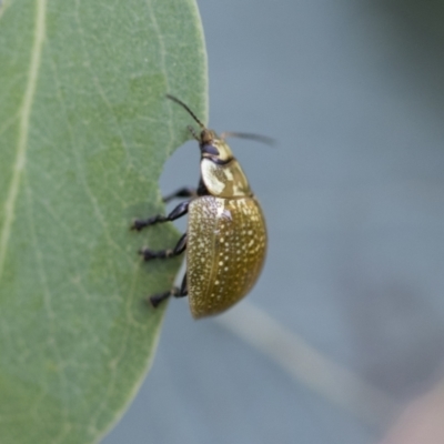 Paropsisterna cloelia (Eucalyptus variegated beetle) at Scullin, ACT - 19 Nov 2022 by AlisonMilton