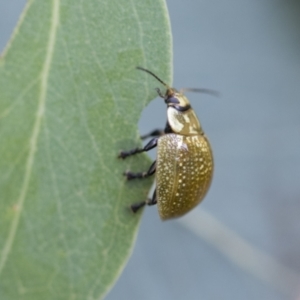 Paropsisterna cloelia at Scullin, ACT - 19 Nov 2022 01:49 PM