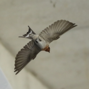 Hirundo neoxena at Canberra Airport, ACT - 5 Dec 2022 10:52 AM