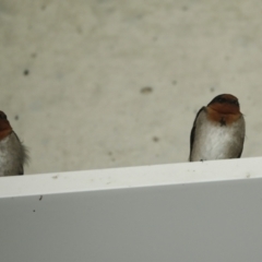 Hirundo neoxena at Canberra Airport, ACT - 5 Dec 2022 10:52 AM