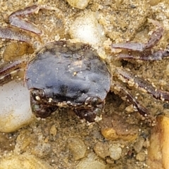 Paragrapsus laevis at Nambucca Heads, NSW - 24 Dec 2022 by trevorpreston