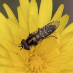 Melangyna sp. (genus) (Hover Fly) at Scullin, ACT - 19 Nov 2022 by AlisonMilton