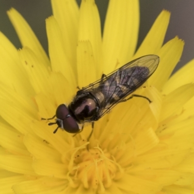 Melangyna sp. (genus) (Hover Fly) at Scullin, ACT - 19 Nov 2022 by AlisonMilton