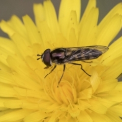 Melangyna sp. (genus) at Scullin, ACT - 19 Nov 2022