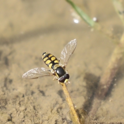 Melangyna viridiceps (Hover fly) at Pialligo, ACT - 4 Dec 2022 by AlisonMilton