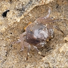 Unidentified Crab, Prawn, Barnacle (Crustacea) at Nambucca Heads, NSW - 24 Dec 2022 by trevorpreston