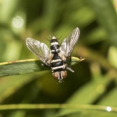 Trigonospila sp. (genus) (A Bristle Fly) at Higgins, ACT - 22 Dec 2022 by AlisonMilton