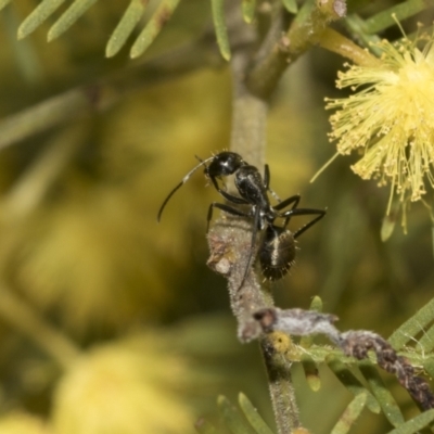 Camponotus aeneopilosus (A Golden-tailed sugar ant) at Bruce, ACT - 13 Sep 2022 by AlisonMilton