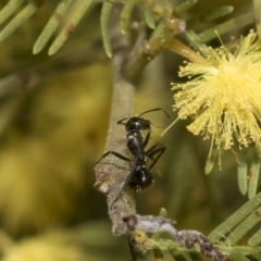 Camponotus aeneopilosus at Bruce, ACT - 13 Sep 2022