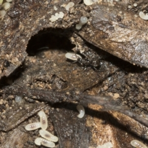 Formicidae (family) at Bruce, ACT - 13 Sep 2022 02:06 PM