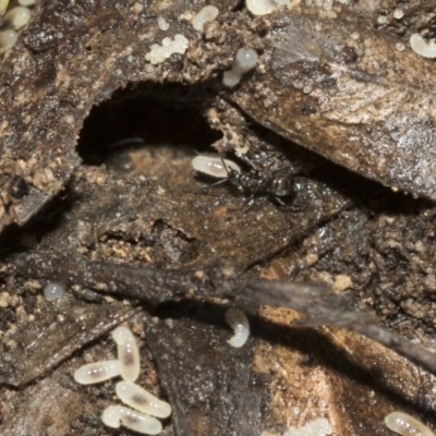 Formicidae (family) (Unidentified ant) at Gossan Hill - 13 Sep 2022 by AlisonMilton