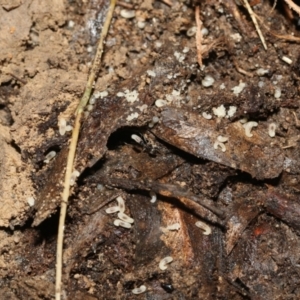 Formicidae (family) at Bruce, ACT - 13 Sep 2022 02:06 PM