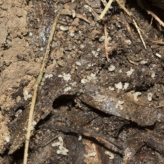 Formicidae (family) at Bruce, ACT - 13 Sep 2022