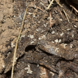 Formicidae (family) at Bruce, ACT - 13 Sep 2022 02:06 PM