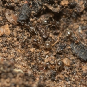 Formicidae (family) at Bruce, ACT - 13 Sep 2022 02:06 PM