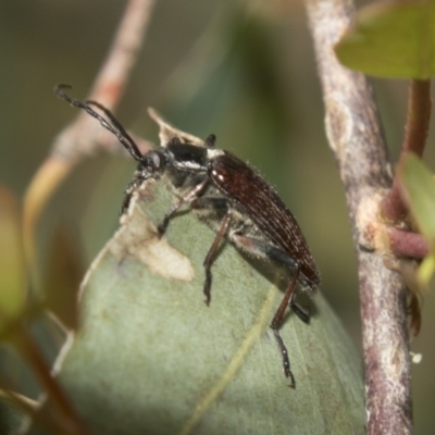 Homotrysis scutellaris (Darkling beetle) at Higgins, ACT - 15 Dec 2022 by AlisonMilton