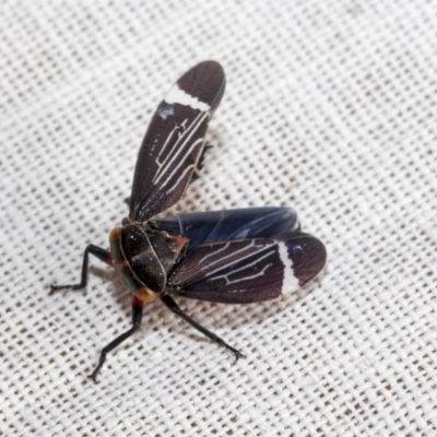 Eurymeloides lineata (Lined gumtree hopper) at Hawker, ACT - 7 Dec 2022 by AlisonMilton