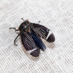 Eurymeloides lineata at Hawker, ACT - 7 Dec 2022