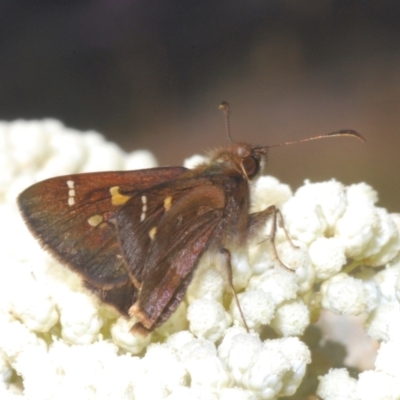 Toxidia doubledayi (Lilac Grass-skipper) at Kiora, NSW - 20 Dec 2022 by Harrisi