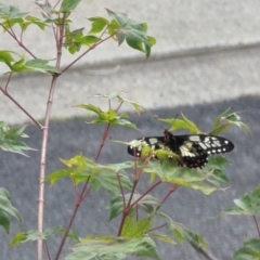 Papilio anactus (Dainty Swallowtail) at Phillip, ACT - 23 Dec 2022 by stofbrew