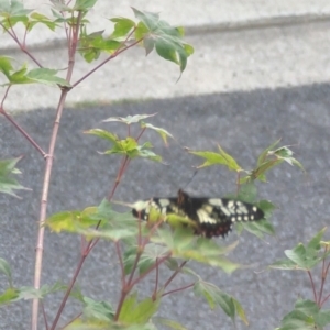 Papilio anactus at Phillip, ACT - 23 Dec 2022