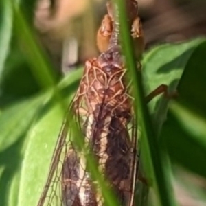 Austromantispa sp. (genus) at Mawson, ACT - 23 Dec 2022