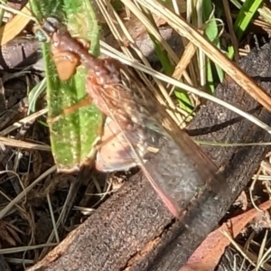 Austromantispa sp. (genus) at Mawson, ACT - 23 Dec 2022