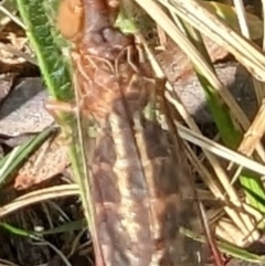 Austromantispa sp. (genus) at Mawson, ACT - 23 Dec 2022