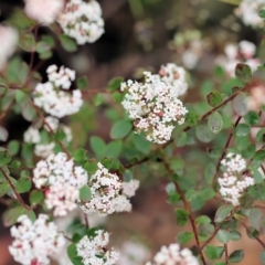 Platysace lanceolata (Shrubby Platysace) at Kiah, NSW - 24 Dec 2022 by KylieWaldon