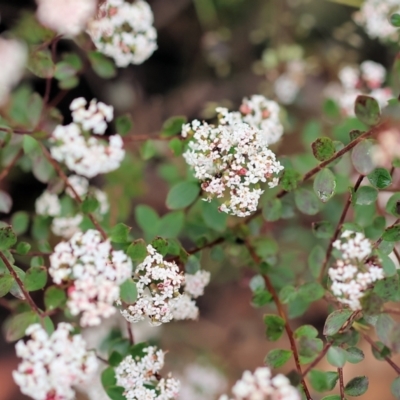 Platysace lanceolata (Shrubby Platysace) at Kiah, NSW - 23 Dec 2022 by KylieWaldon