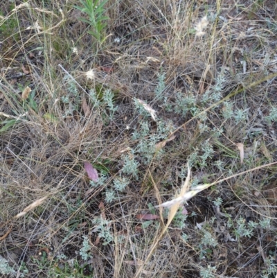 Gamochaeta calviceps (Narrowleaf Purple Everlasting) at Hackett, ACT - 24 Dec 2022 by Avery