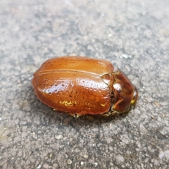 Anoplognathus porosus at Kambah, ACT - 25 Dec 2022 09:22 AM