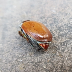 Anoplognathus porosus at Kambah, ACT - 25 Dec 2022 09:22 AM