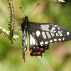 Papilio anactus (Dainty Swallowtail) at Wanniassa, ACT - 25 Dec 2022 by JohnBundock