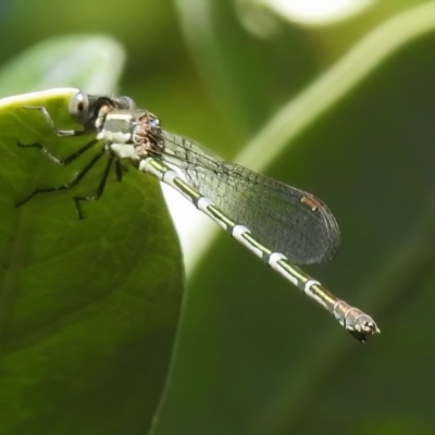 Austrolestes leda (Wandering Ringtail) at Wanniassa, ACT - 24 Dec 2022 by JohnBundock