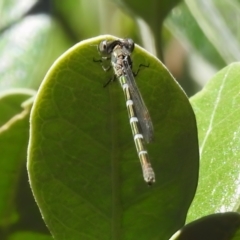 Austrolestes leda at Wanniassa, ACT - 25 Dec 2022 09:53 AM