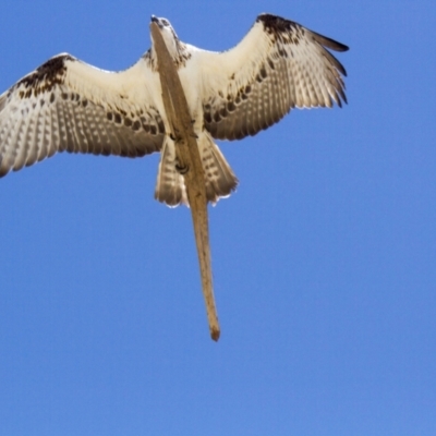 Pandion haliaetus (Osprey) at Port Macquarie, NSW - 19 Oct 2013 by AlisonMilton