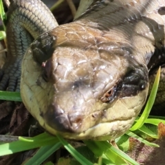 Tiliqua scincoides scincoides (Eastern Blue-tongue) at Pambula, NSW - 24 Dec 2022 by KylieWaldon